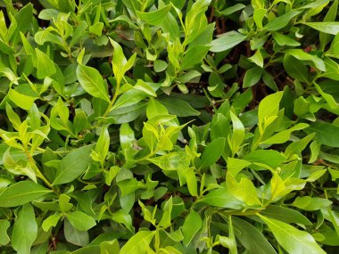 yeşil çalı soyut arka plan