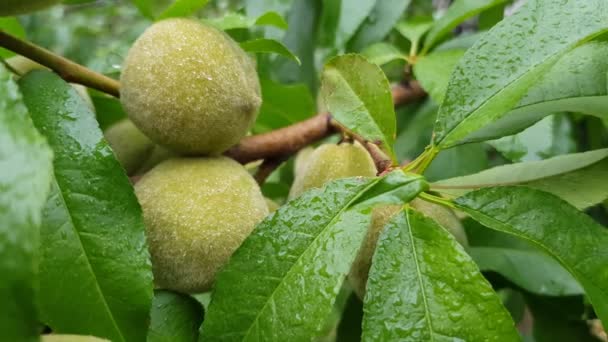 Young green peaches are ripening on a branch. — Stock Video