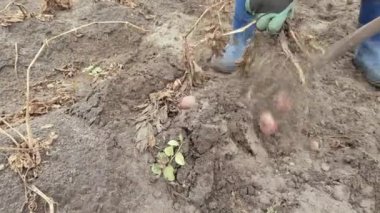 patates ile bir kürek kazma