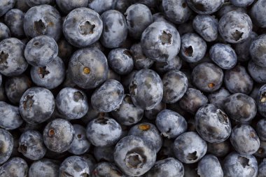 taze yaban mersini aldı