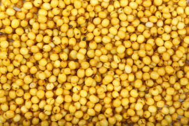 arka plan olarak ham deniz dikeni