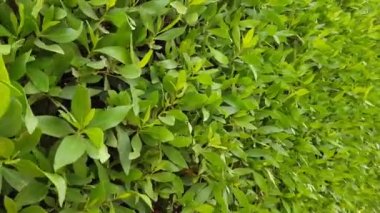 Yeşil çalılar arka plan