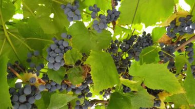 bir dalda yetişen mor üzümler