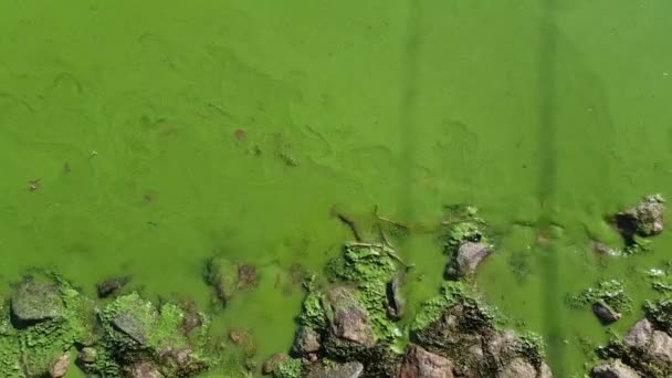 Groen water in de rivier de bloei — Stockvideo