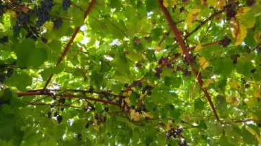 Muscat üzüm yetiştiriciliği