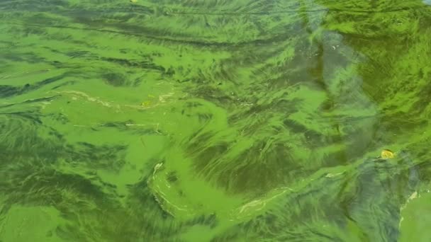 Agua verde del río — Vídeo de stock