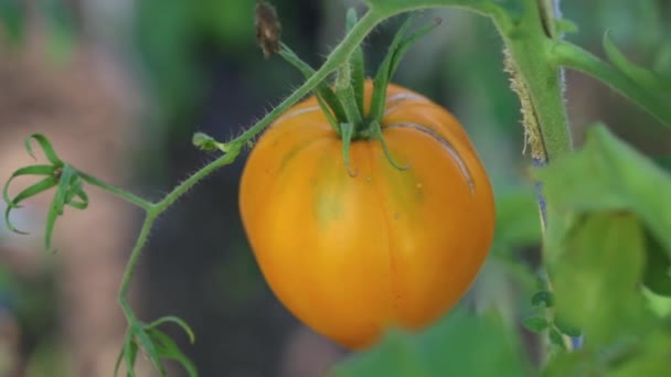 Tomate reift an einem Strauch — Stockvideo