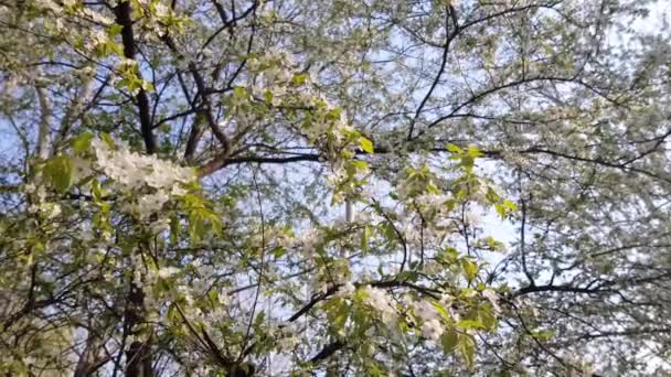 Kwitnie grusza. Wiosną drzewo kwitnie z różowymi białymi kwiatami — Wideo stockowe