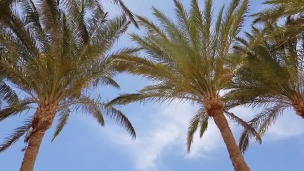 Palmera contra el cielo azul. — Vídeos de Stock