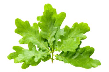 izole meşe yaprakları