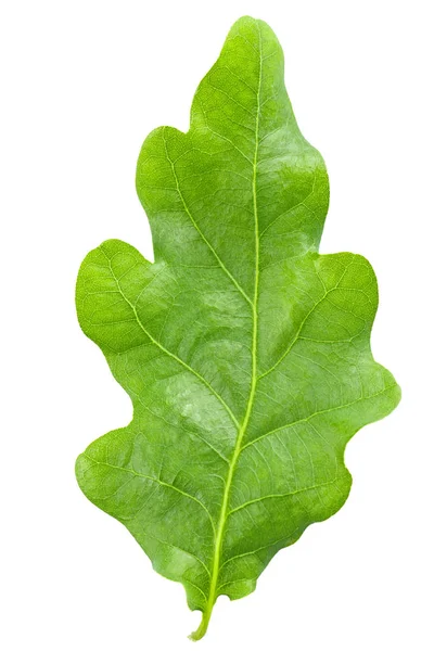 Зелений дубовий лист на білому фоні — стокове фото