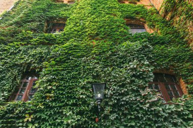 Sarmaşık duvarda sürünüyor.