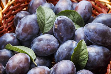 Olgun Erik yakın çekim