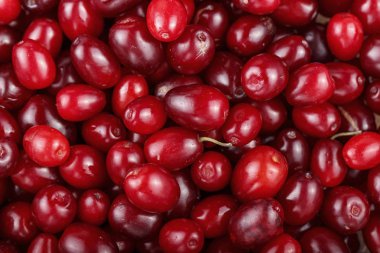 Arka plan olarak kızılcık üzümü.