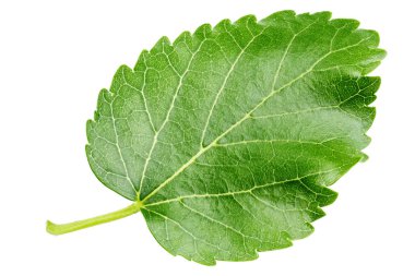 dut yaprağı kırpma yolu