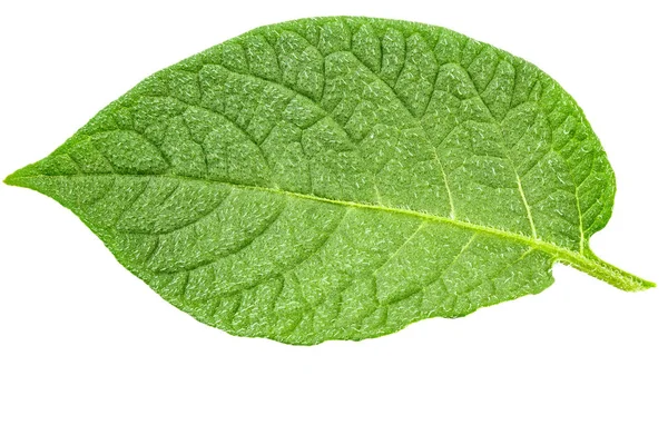 Картофель изолированный лист — стоковое фото