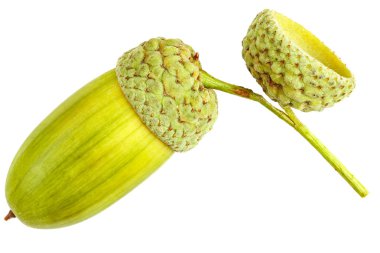 Beyaz arkaplanda meşe palamudu