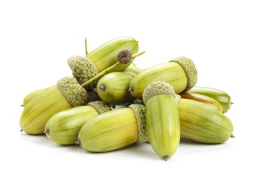 Bir avuç palamut izole edilmiş.