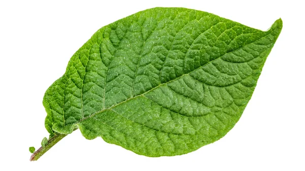 Plan Rapproché Feuille Pomme Terre Isolé Sur Fond Blanc Fichier — Photo