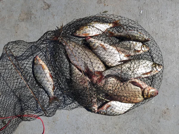 Концепция Рыбалки Пресноводная Рыба Суше Рыбным Промыслом Улове Леща Плотвы — стоковое фото