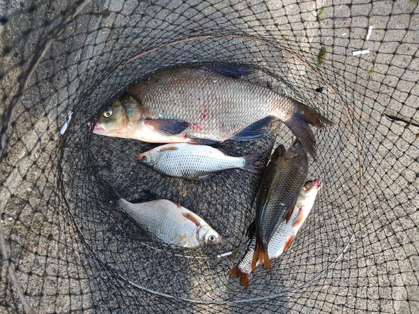 Conceito Pesca Peixe Água Doce Keepnet Com Captura Pesca Nele — Fotografia de Stock
