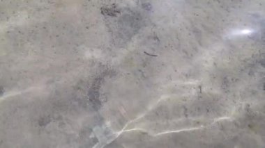 Kumlu deniz yatağı berrak ve berrak deniz suyuyla görülebilir..