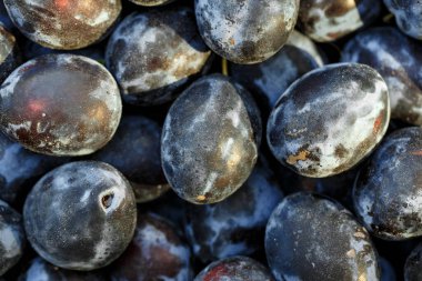 Arkaplan olarak olgun erikler. Yakın plan. Meyvelerin doymuş koyu mavi rengi. tex için yer