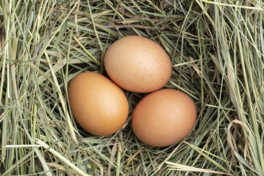 organik çiftlik kahverengi tavuk yumurtaları