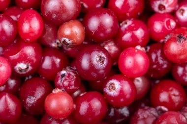 Arka plan için olgun kızılcıklar. Üst görünüm.