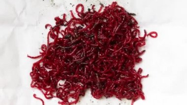 Kan solucanı bir sivrisinek larvasıdır. Akvaryum balığı ve balık tutmak için iyi bir yiyecek.