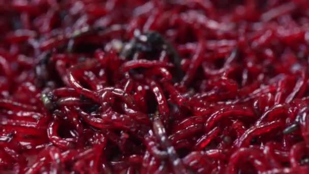 Rode bloedworm, achtergrond. aas voor de wintervisserij. — Stockvideo