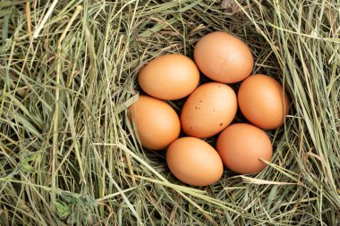 Çiftliğin kırsal kesimdeki yaşam tarzı, kırsal kesimdeki taze yumurtalar.
