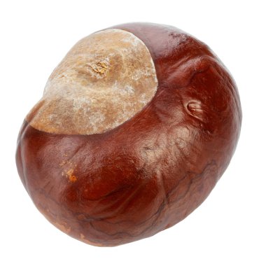 Kestane rengi beyaz arka planda izole edilmiş. Dosya kırpma yolu içeriyor.