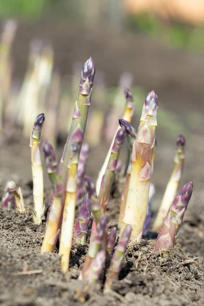 Young Organic Asparagus Grows Vegetable Garden Useful Expensive Farm Produc — Stock Photo, Image