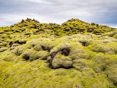 Lavların üzerinde yosun, misk ve liken halısı var. İzlanda güzel manzarası.