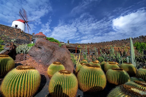 Lanzarote Espagne Vers Février 2019 Jardin Cactus Tropical Lanzarote Créé — Photo