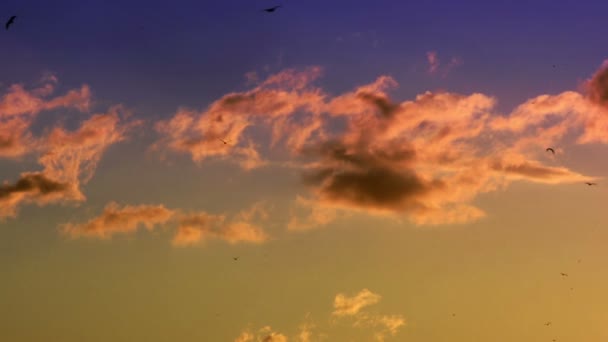 Günbatımı Gökyüzü Bulutlar Kuşlarla — Stok video