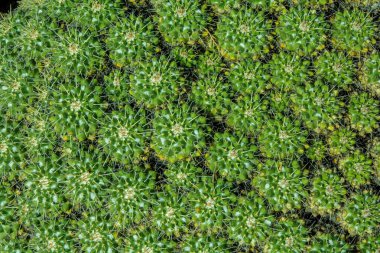 Kaktüs bitkisi volkanik topraklarda izole edilmiş. Mammillaria kompressası