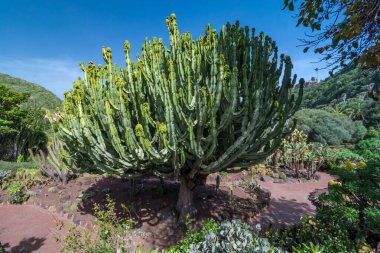 Kaktüs bitkisi volkanik topraklarda izole edilmiş. Euphorbia şamdanı