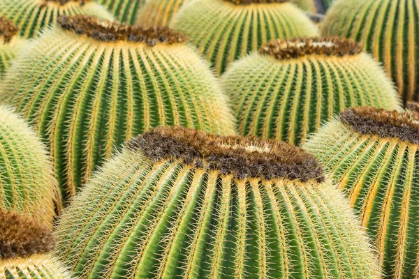 Cactus plant isolated on volcanic soil. Echinocactus grusonii