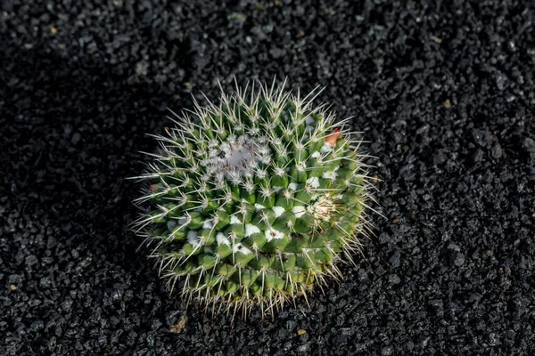 Impianto Cactus Isolato Suolo Vulcanico — Foto Stock