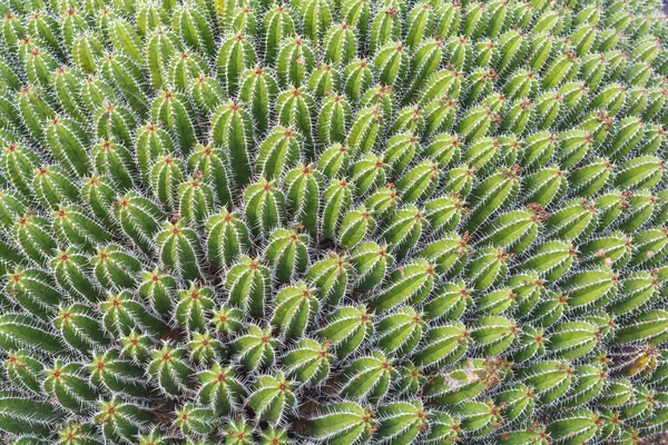 Planta Cactus Aislada Suelo Volcánico — Foto de Stock