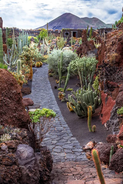 Lanzarote Spain Circa February 2019 Tropical Cactus Garden Lanzarote Created — Stockfoto