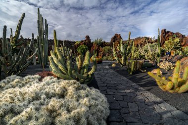 Lanzarote, İspanya. Şubat 2019 civarı. Lanzarote 'deki tropik kaktüs bahçesi mimar Cesar Manrique tarafından yapılmıştır.