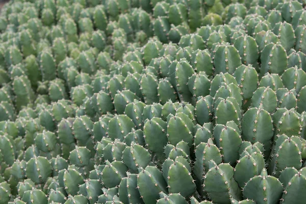 Planta Cactus Aislada Suelo Volcánico —  Fotos de Stock