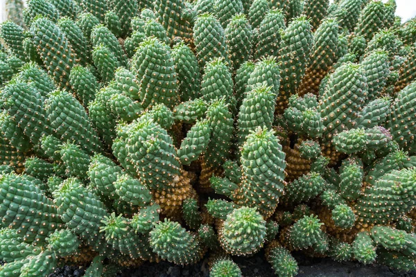 Pianta Cactus Isolata Suolo Vulcanico Euphorbia Caput Medusae — Foto Stock