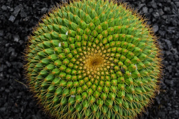 Impianto Cactus Isolato Suolo Vulcanico — Foto Stock