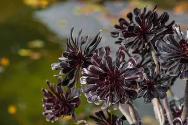 Kakteenpflanze Isoliert Auf Vulkanischem Boden Aeonium Arboreum Zwartkop — Stockfoto