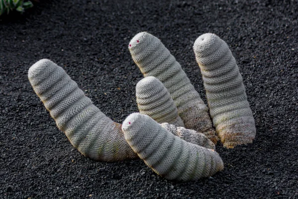 Pianta Cactus Isolata Suolo Vulcanico Mammillaria Haageana — Foto Stock