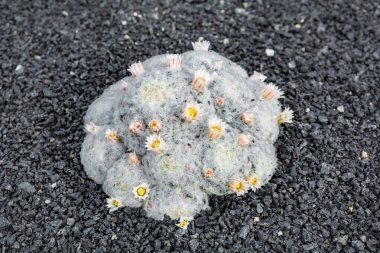Kaktüs bitkisi volkanik topraklarda izole edilmiş. Mammillaria bocasana, Pudra Pudrası Kaktüsü
